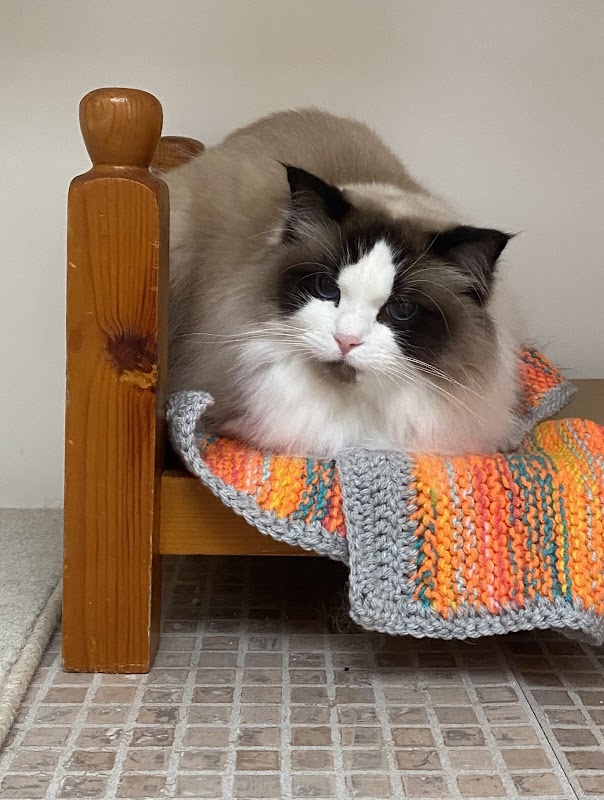 Paws Cattery photo 3