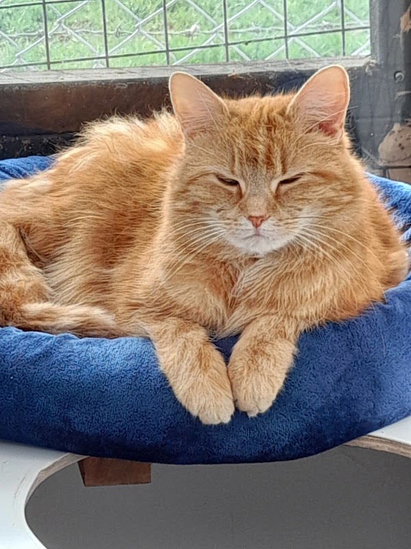 Iris's Animal Farm Cattery photo 2