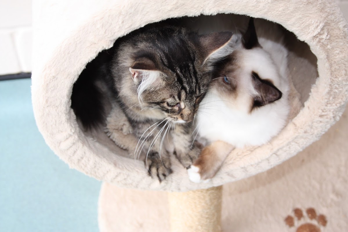 Crayside Cattery