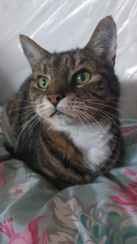 Crayside Cattery photo 2