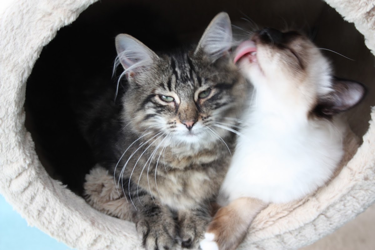 Crayside Cattery photo 3