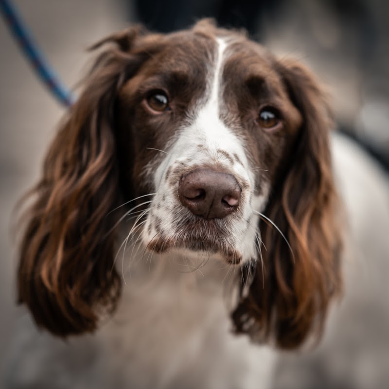 Wolds Gundog Academy