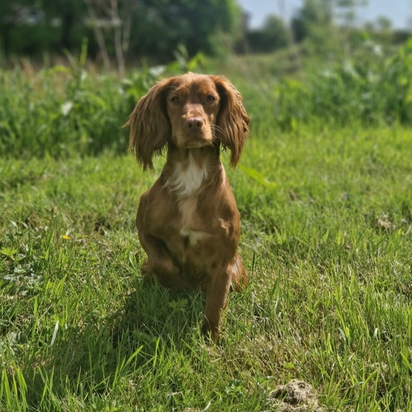 Wolds Gundog Academy photo 1