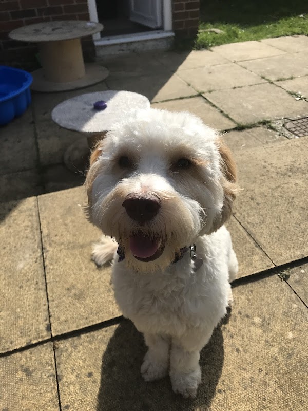 Doggy Home School photo 3