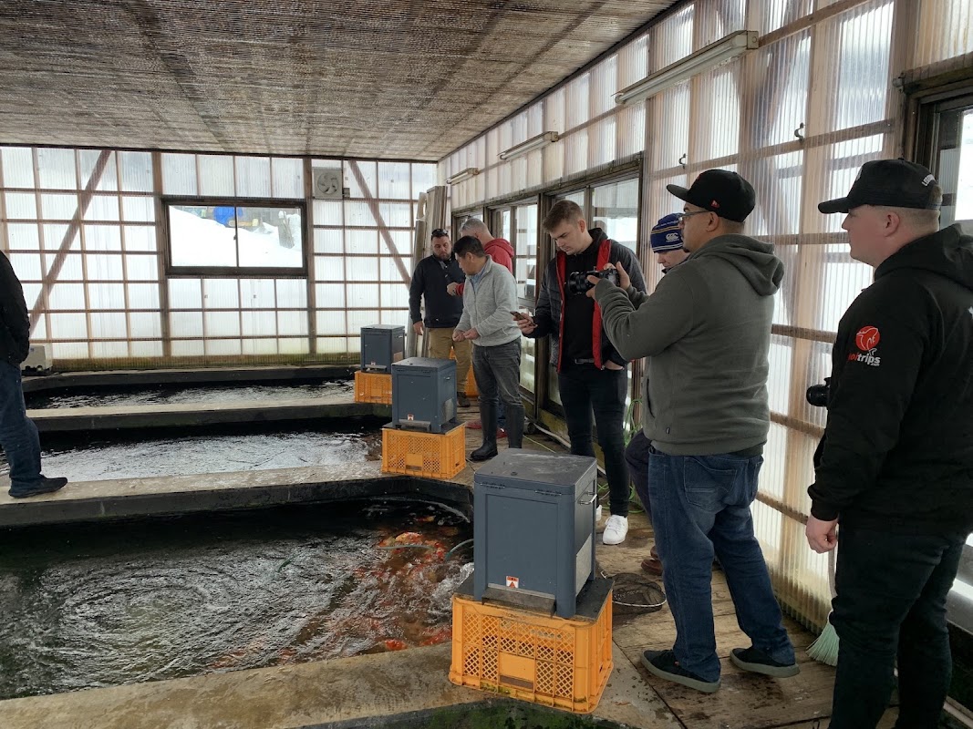 KoiTrips - Japanese Koi Buying Trips photo 3