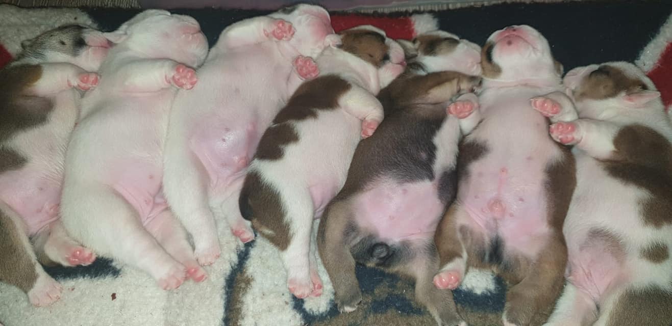 AJAC Bulldogs photo 3