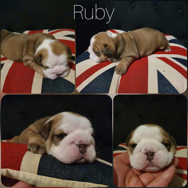 AJAC Bulldogs photo 1