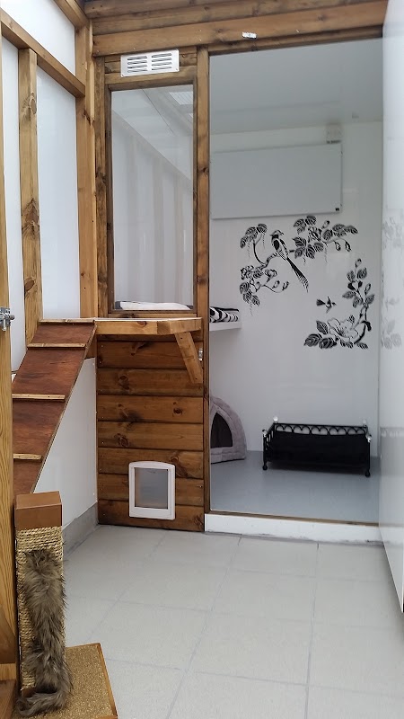 Ranpura Farm Cattery photo 1