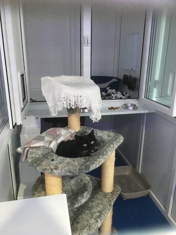 Hilltops Cattery