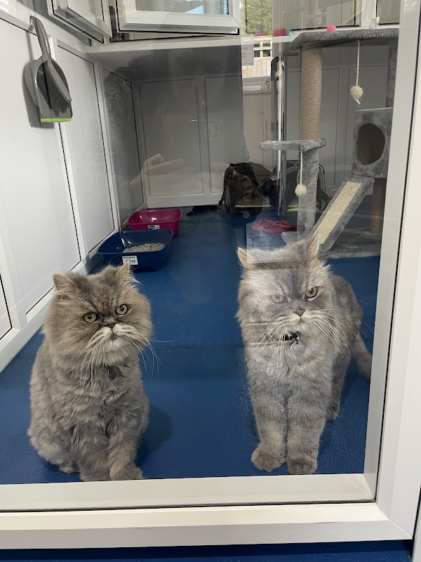 Hilltops Cattery photo 2