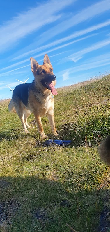 British Association for German Shepherd Dogs Huddersfield Branch (BAGSD)