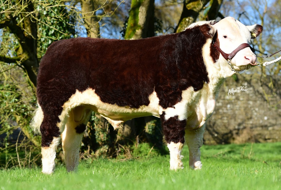 Fabb Herd Pedigree Polled Herefords photo 2
