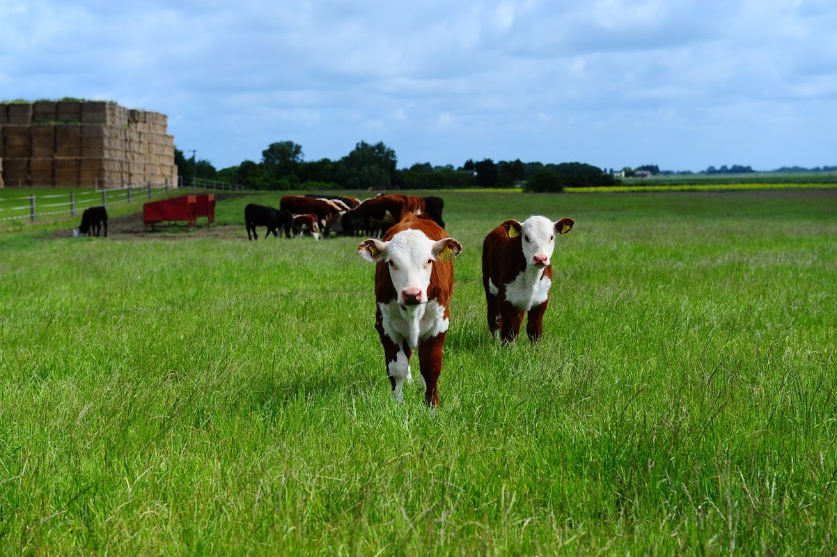 Fabb Herd Pedigree Polled Herefords photo 3