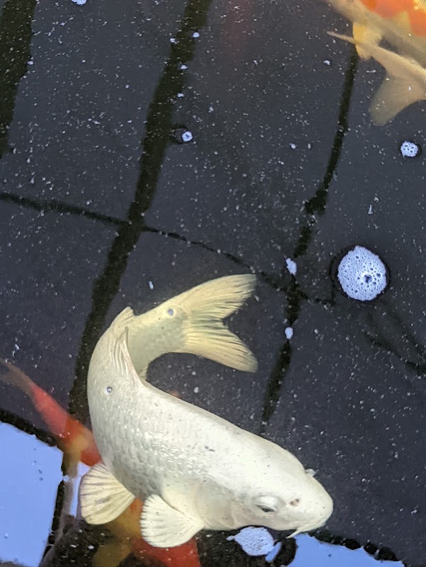 Beacon koi photo 3