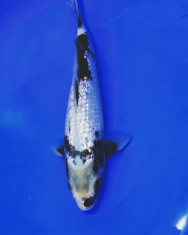 Beacon koi photo 2