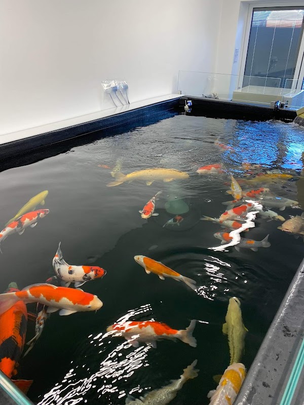Wakefield Koi Ltd