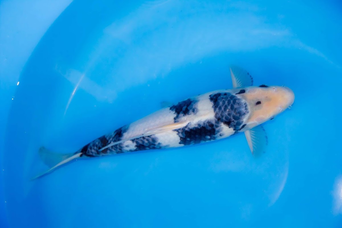 Wakefield Koi Ltd photo 3