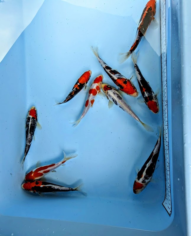 My Boys Koi photo 1