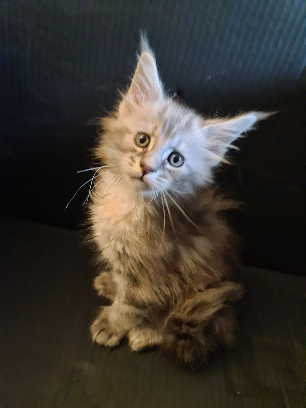 Foreside Farm Maine Coon Kittens
