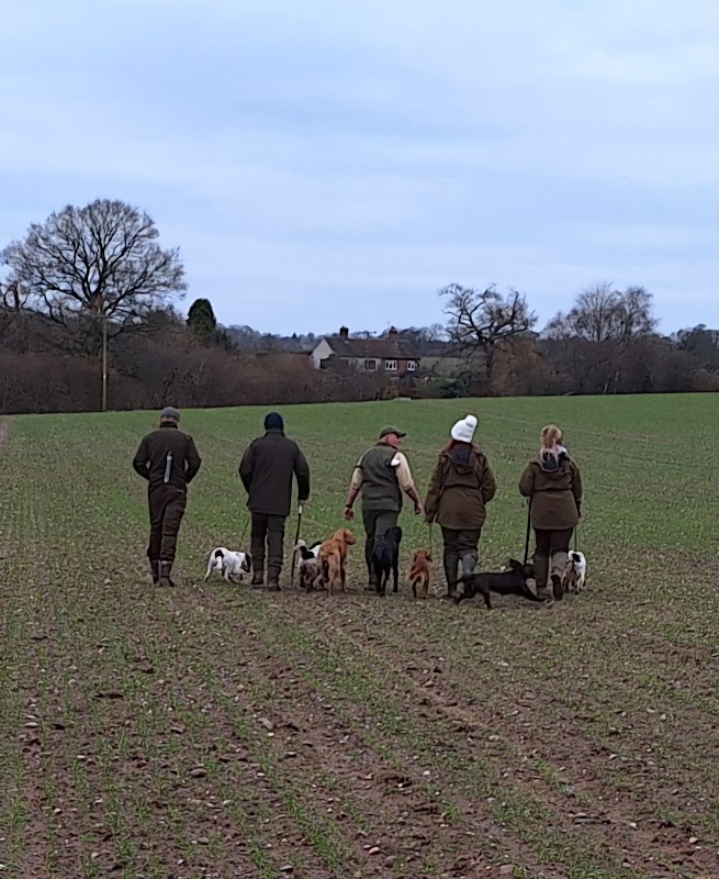 Offleygundogs
