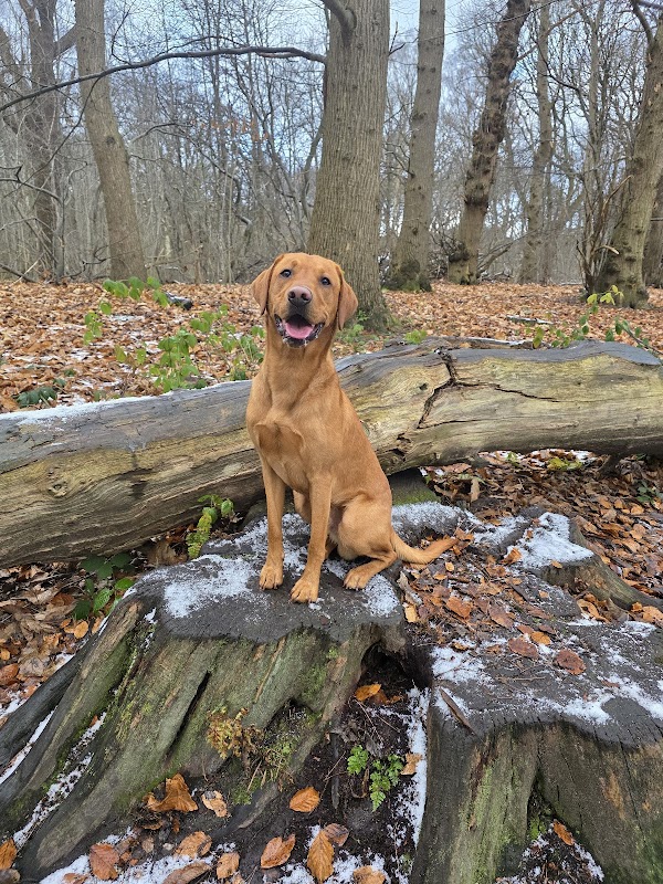 Offleygundogs photo 1