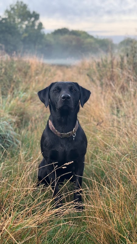Offleygundogs photo 3