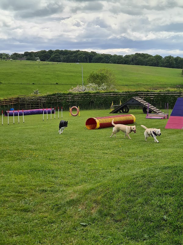 Ayrshire Dog Care photo 1