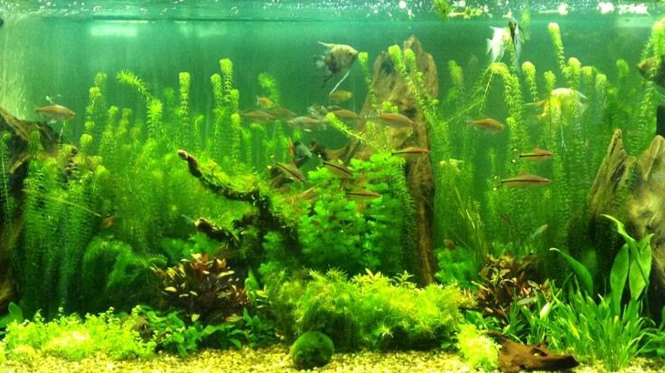 Tranquil Waters Aquatic & Koi Centre photo 2