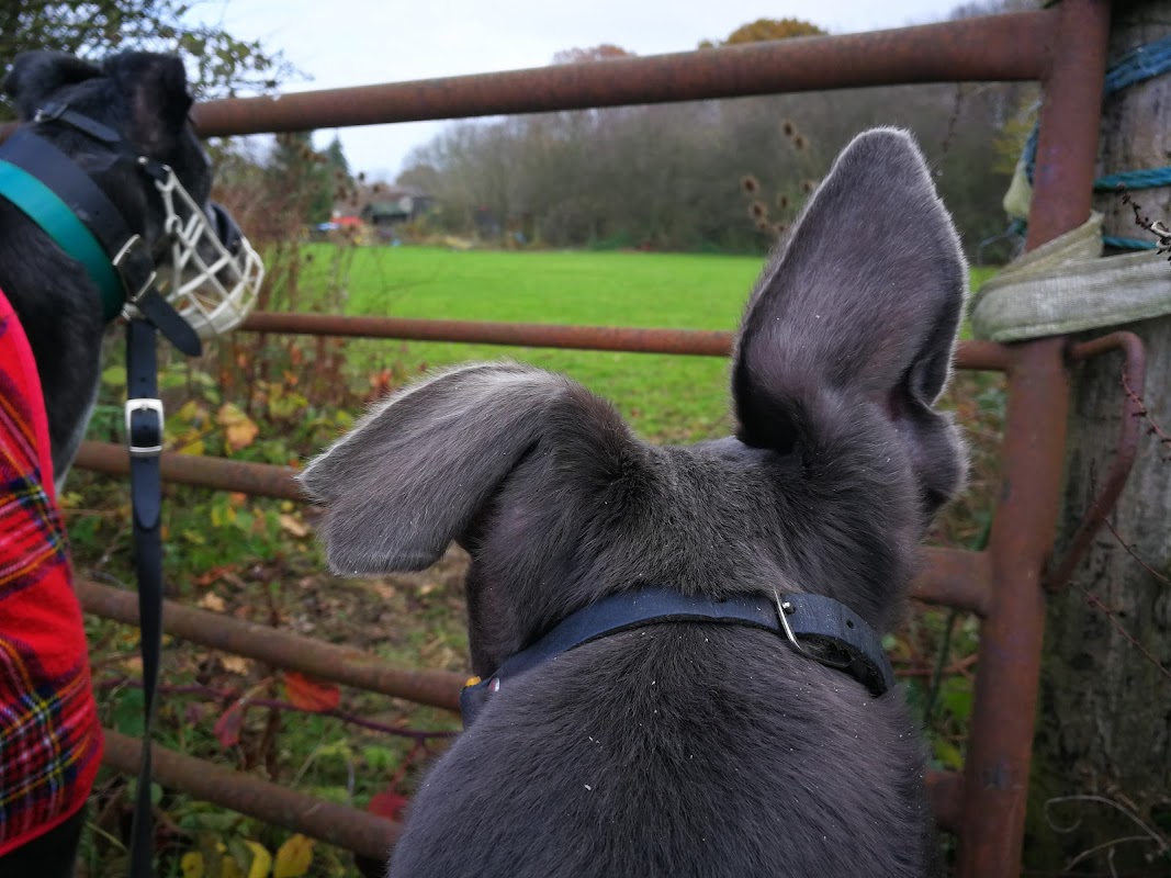 Brentwood Greyhound Trust photo 2