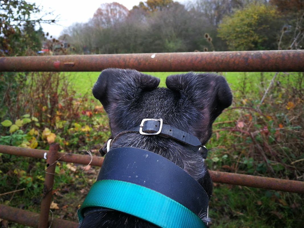 Brentwood Greyhound Trust photo 3