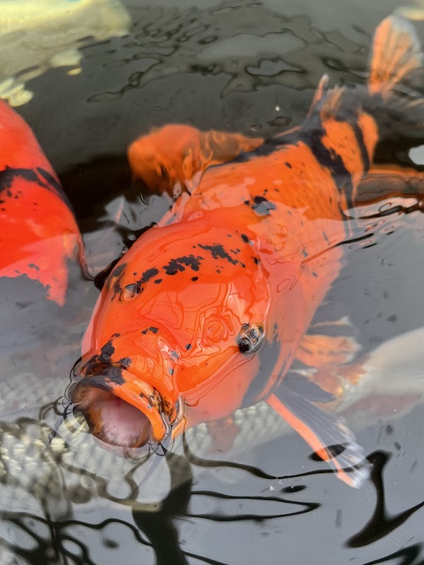 Japan Koi Import photo 3