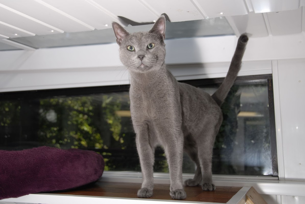 Mossdale Cattery photo 2