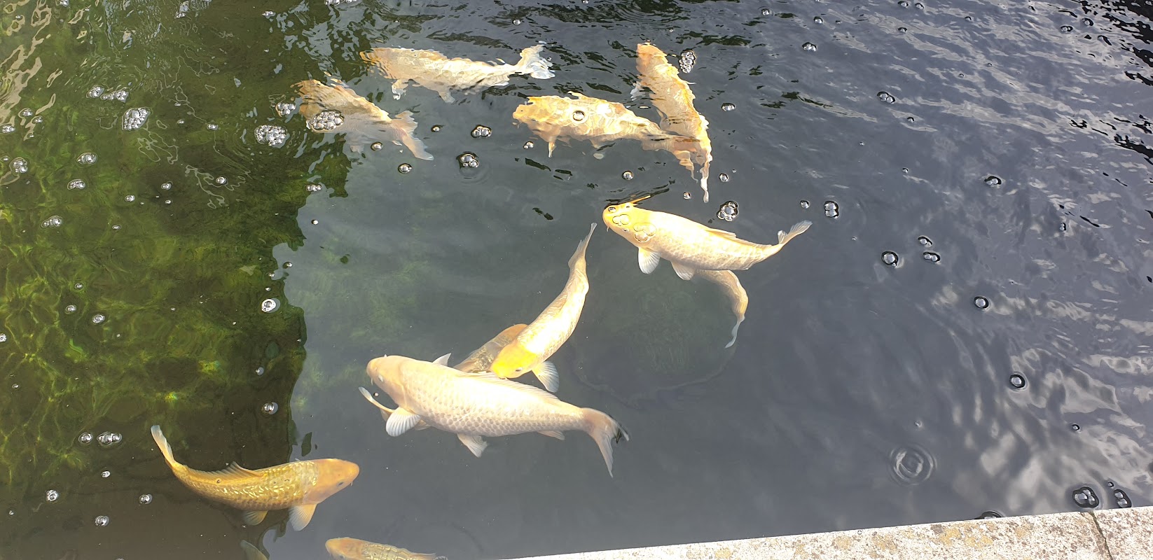 Selective Koi Sales photo 3