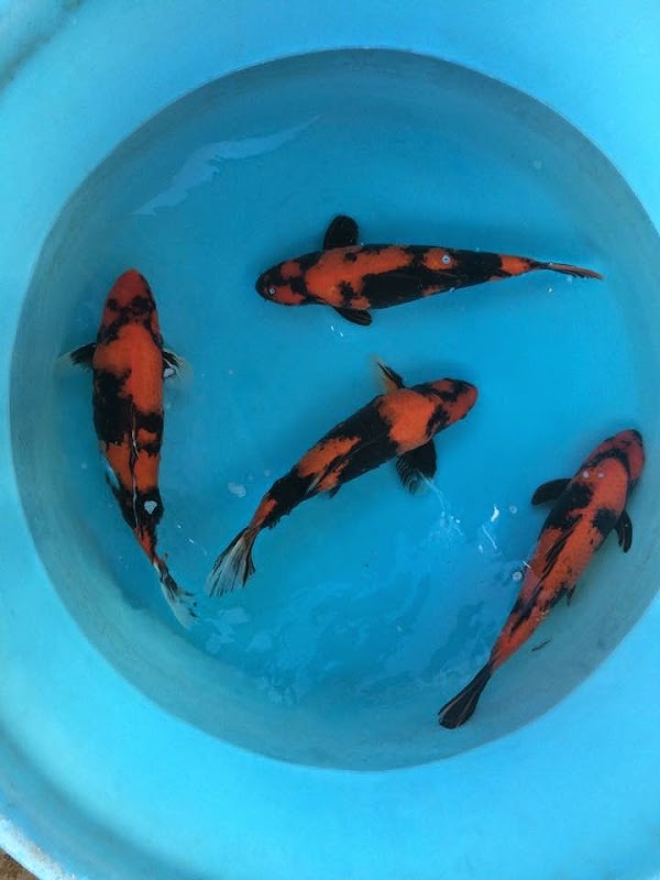 Selective Koi Sales photo 2