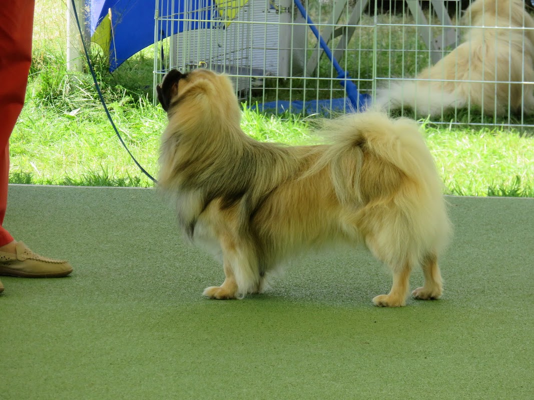 Dog Academy Ltd photo 3