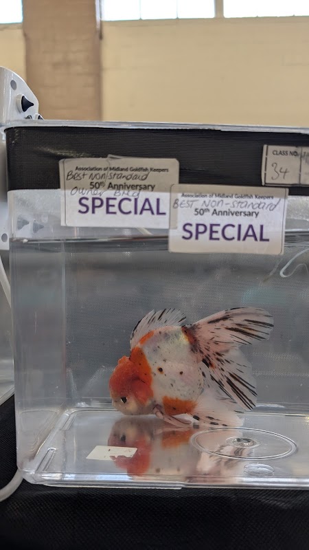 fancy goldfish hobbyist breeder