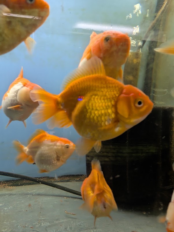 fancy goldfish hobbyist breeder photo 3