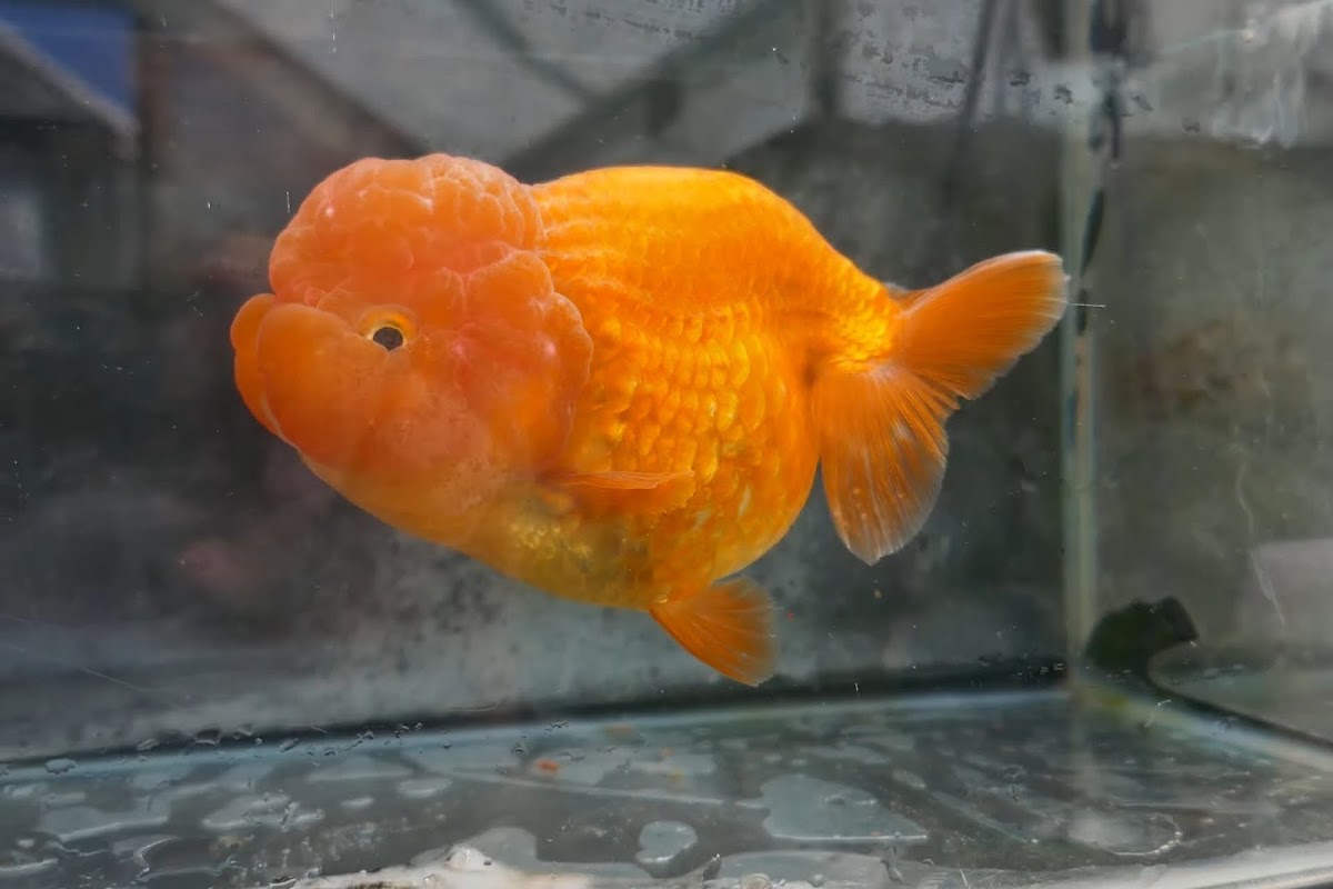 fancy goldfish hobbyist breeder photo 1
