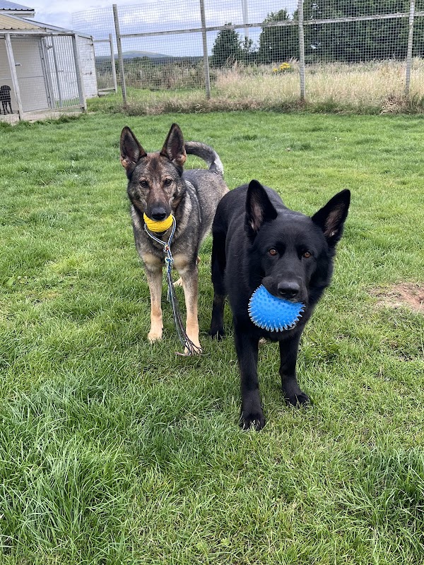 Drums of Park Kennels