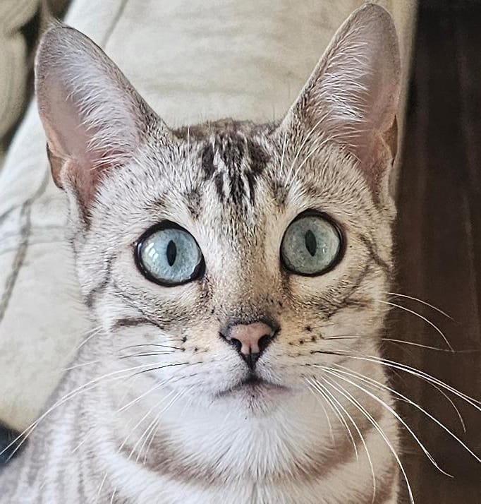 Snowball's Cattery Ltd