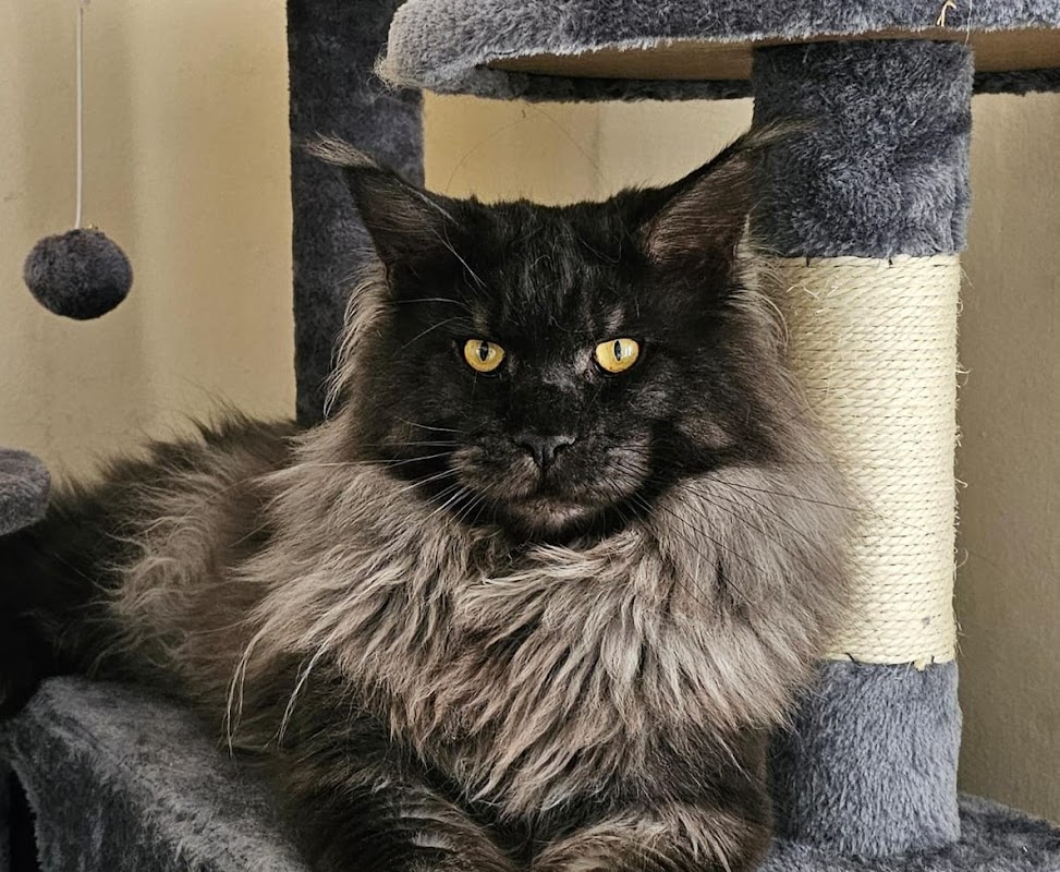 Snowball's Cattery Ltd photo 2