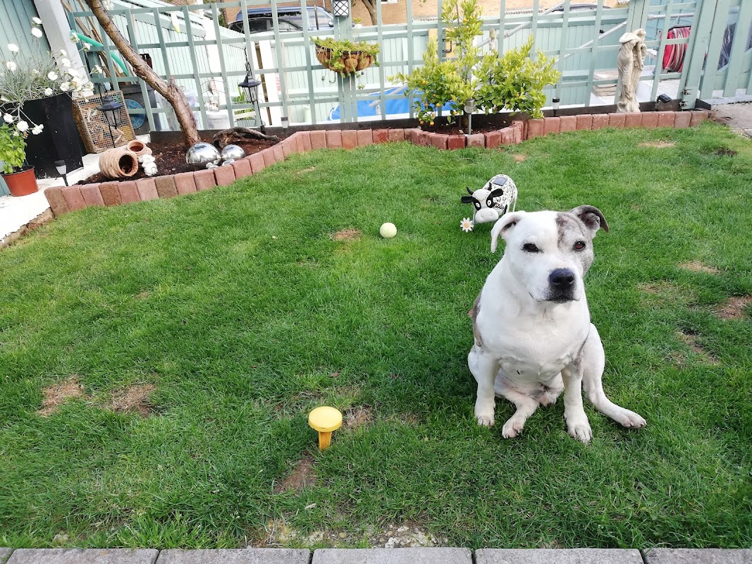 Bristol Dogs And Cats Home photo 2