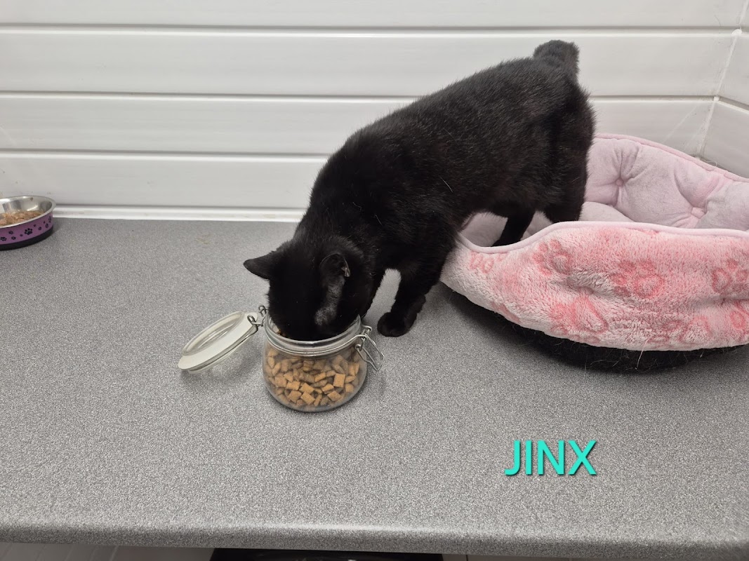 Bonnie B's Cattery photo 1