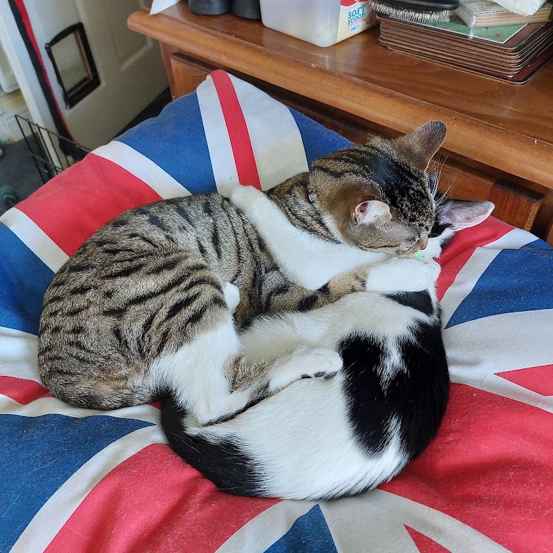 Animal Mad Cattery photo 3