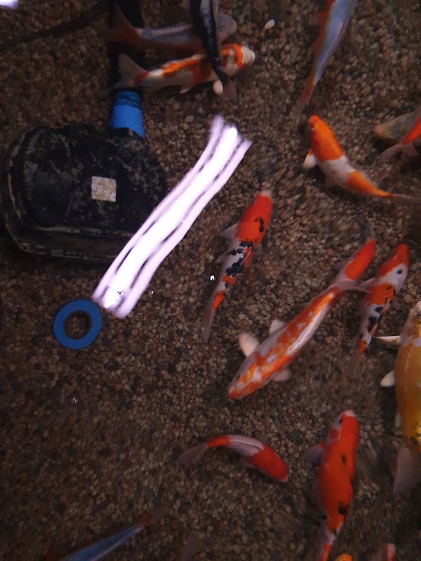 New Forest Koi photo 1
