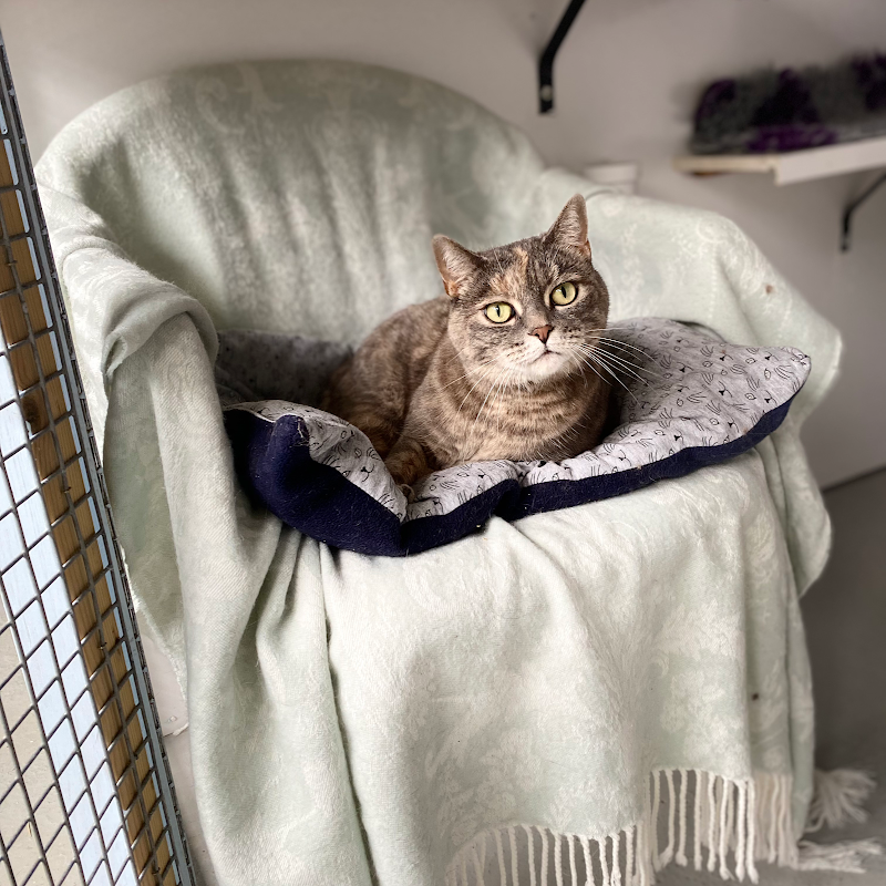 Longcourse Cattery photo 3