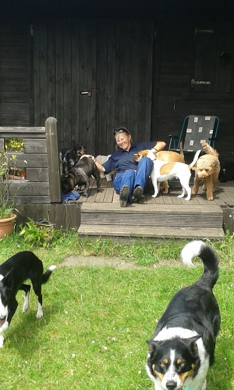 Towig Dogs photo 3