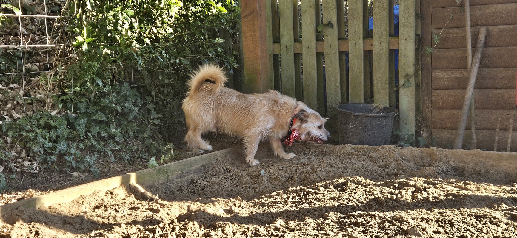 Towig Dogs photo 2