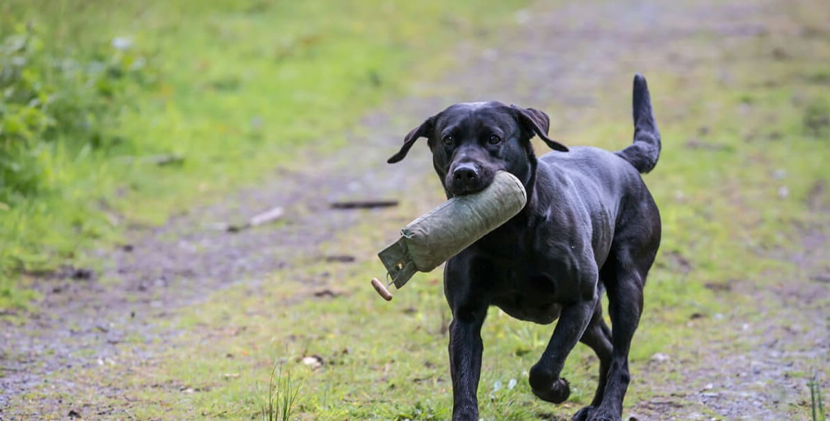 Caledonia Gundog Supplies Ltd