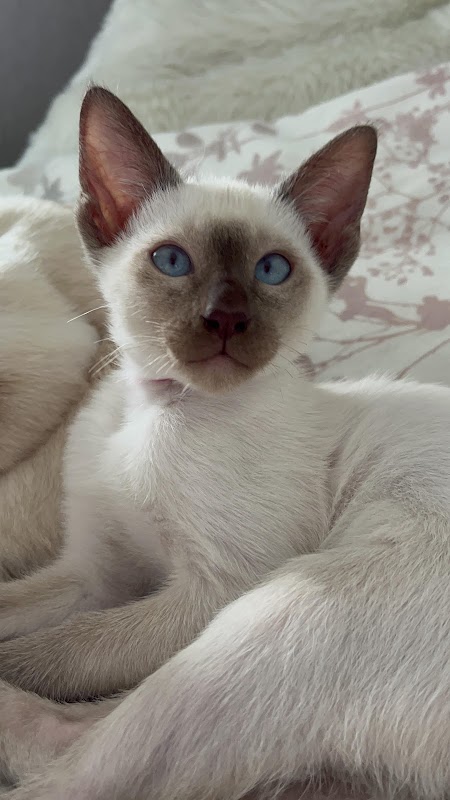 Domina-Katz Siamese cat breeder